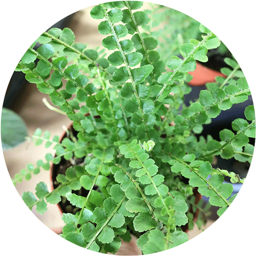 Green button fern houseplant.